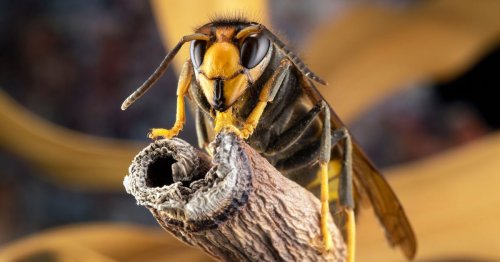 Households urged to plant £1.08 herb immediately to keep Asian hornets away
