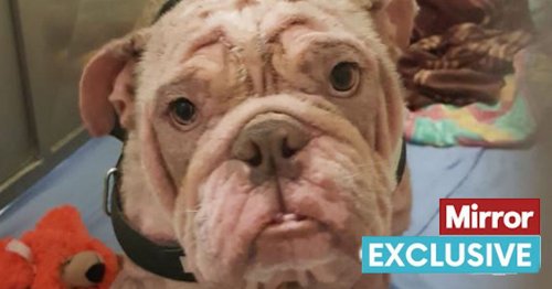 Puppy dumped in 'dire condition' undergoes incredible transformation