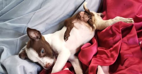 Mutant puppy born with five legs and two tails leaving dog shelter baffled