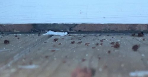 Pregnant mum had to replace bed and sofa due to rats - days before baby born