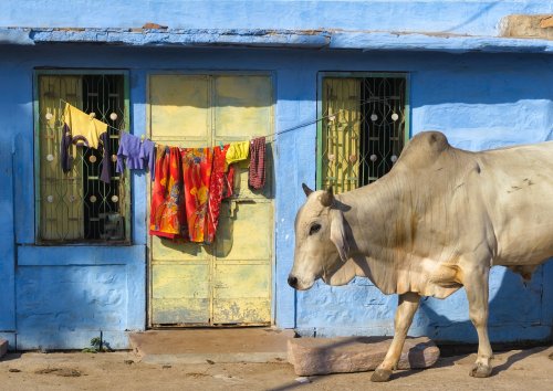 Indien: Schulleiterin festgenommen, weil sie Rindfleisch angeboten hat