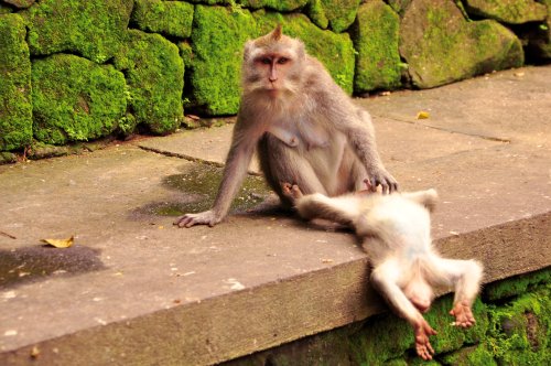 Mehrjährige Beobachtung zeigt: Affen auf Bali verwenden Sexspielzeug