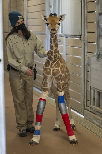 Mediziner rettet Giraffen-Baby das Leben und bricht vor Rührung in Tränen aus