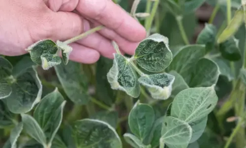 Bayer sues Missouri farmers for illegally spraying dicamba, saving and replanting seeds