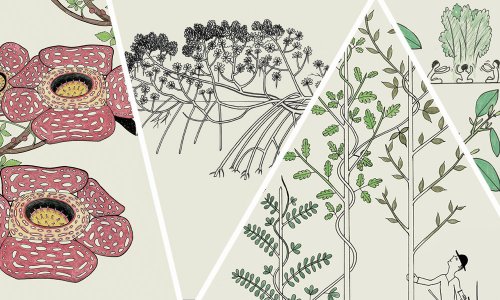 Walking Trees, Parasitic Flowers, and Other Remarkable Plants: An Illustrated Guide