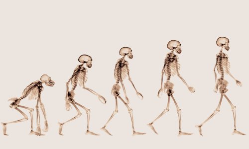 Bipedalism and Other Tales of Evolutionary Oddities