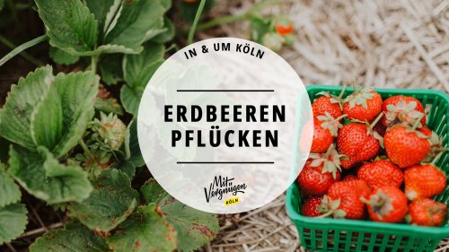 11 Orte in und um Köln, an denen ihr selbst Erdbeeren pflücken könnt