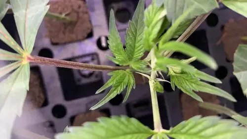 Colorado marijuana growers can access more diverse genetics