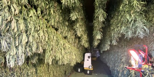 New York cannabis farmers may have to throw away 250,000 pounds of product due to retail-store bottleneck