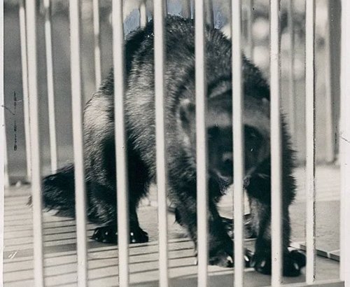 Wolverines are endangered. A University of Michigan professor explains why