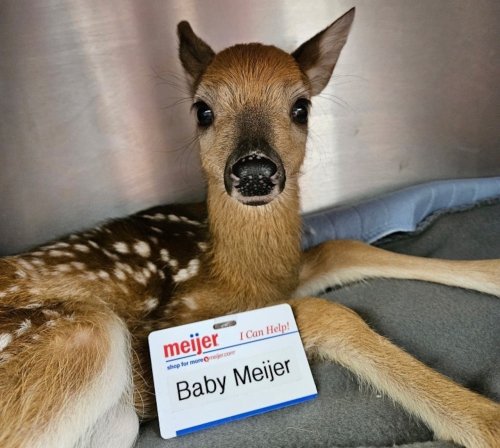 ‘Little Baby Meijer:’ Retail giant reacts to orphaned fawn’s name, makes donation