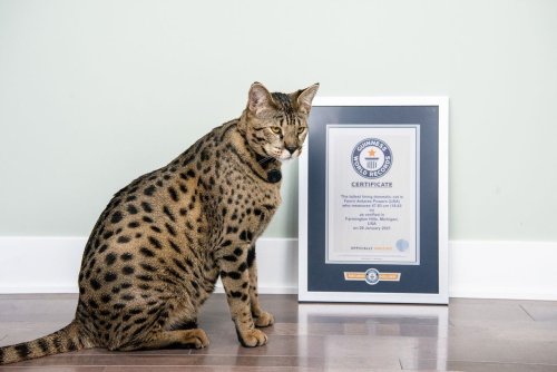 Guinness proclaims the tallest living pet cat in the world lives in Michigan