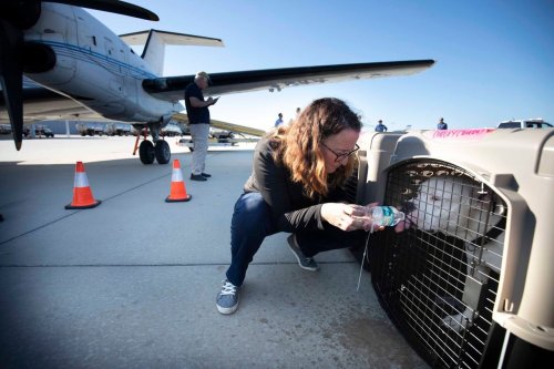 Michigan’s Bissell Pet Foundation flies 250 homeless pets out of areas hit by Hurricane Ian