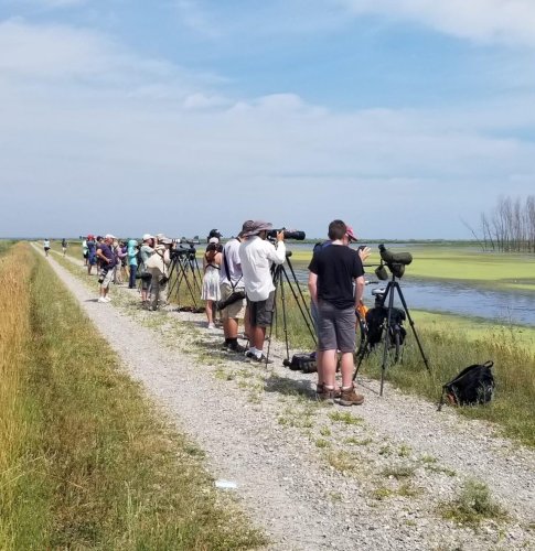 Rare Eurasian bird spotted in Michigan, first sighting in US | Flipboard