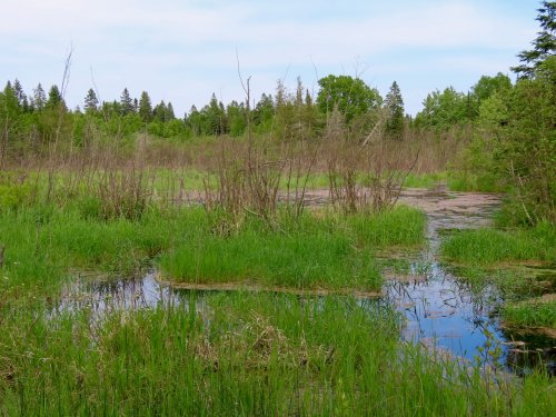 Father, son had ‘credible’ Bigfoot encounter in Michigan swamp, report says