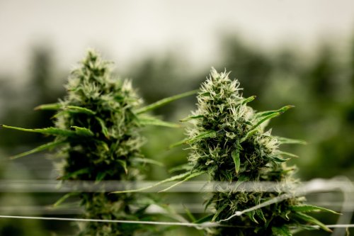 Marijuana insiders say Gov. Whitmer’s proposed 32% tax would strangle golden goose