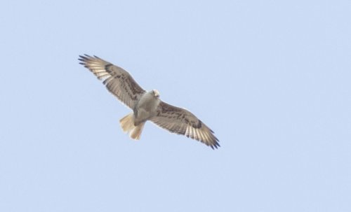 ‘Like winning the lottery:’ Huge, mega-rare hawk spotted in Michigan
