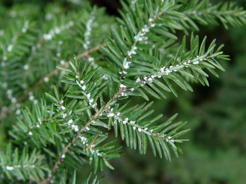 Invasive Hemlock Tree Killing Pest Found At Ann Arbor Arboretum Flipboard 8426