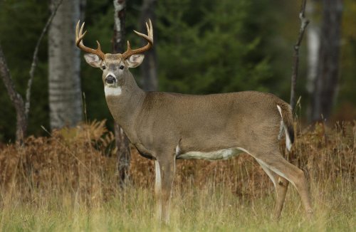 U.P. man found guilty of poaching multiple 8-point deer ordered to pay $18K in restitution