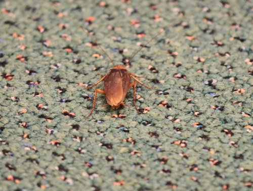 Cockroaches found at ‘luxury’ grocery store that charges $19 for a strawberry