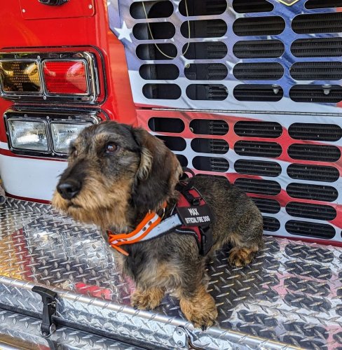 Max the fire puppy trains to be ‘beacon of comfort’ in Southwest Michigan town