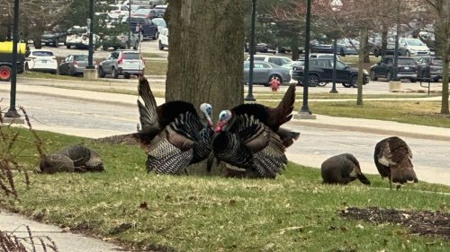 Wild turkeys flock once more to University of Michigan’s North Campus