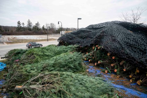 Here’s Where To Get Rid Of Your Christmas Trees In Ann Arbor 