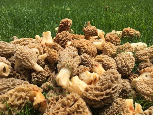 Where are Michigan’s morel mushroom hunting hot spots? Check out this map
