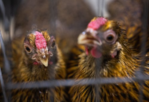 Avian flu infects another commercial poultry farm in Michigan