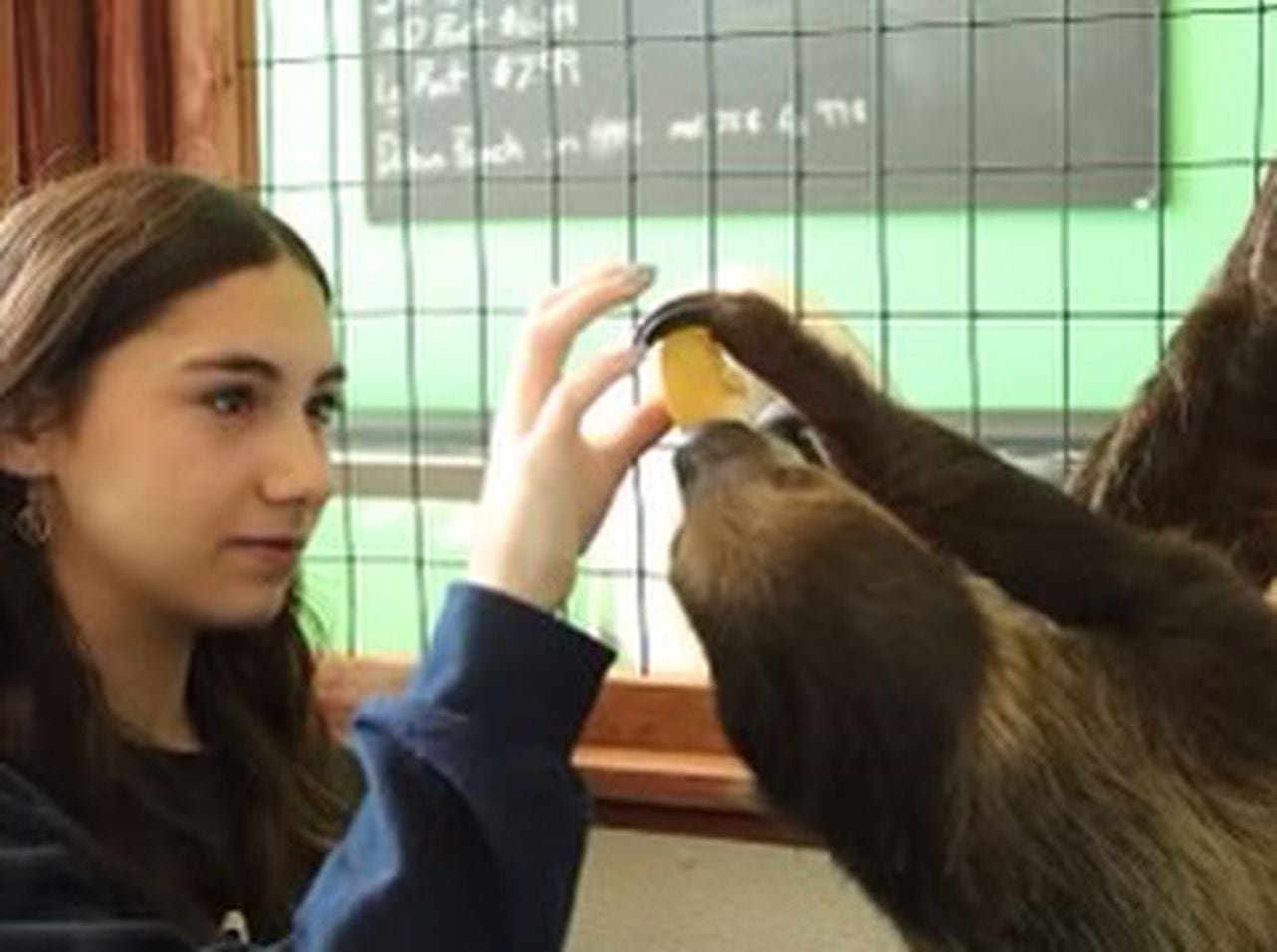 Sloth bites teen during visit to Michigan pet store, ruining lifelong dream