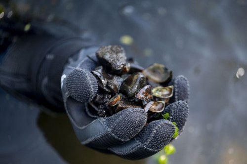 Scuba diving for mussels in Huron River part of big U.S. 23 project coming