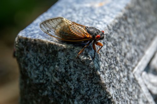 Extra-loud cicadas will be in only one Michigan spot this spring