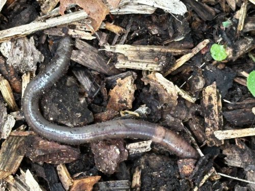 Invasive jumping worms pose growing threat to Michigan’s ecosystems