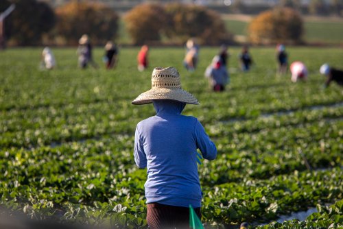 American Agriculture’s Reliance on Foreign Workers Surges