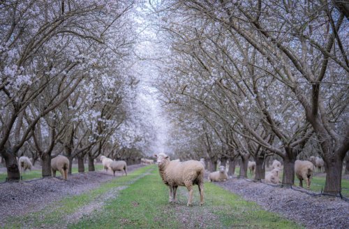 What the Future of Almonds Looks Like in a Dry California
