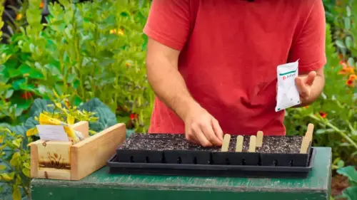 This Gardener Gets Tomato Harvests Year-Round With This Unique Growing Strategy
