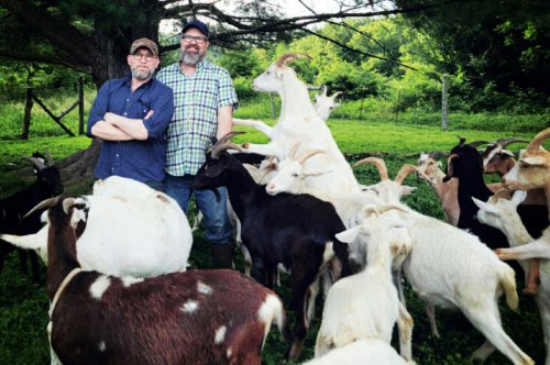 Meet the Gay Goat Guys, a Modern Couple Committed to Putting Animals First