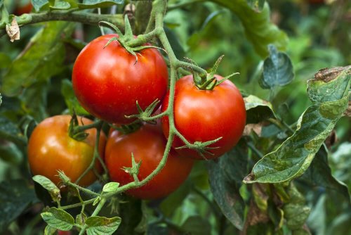 could-tomatoes-be-the-secret-to-solving-vitamin-d-deficiencies-flipboard