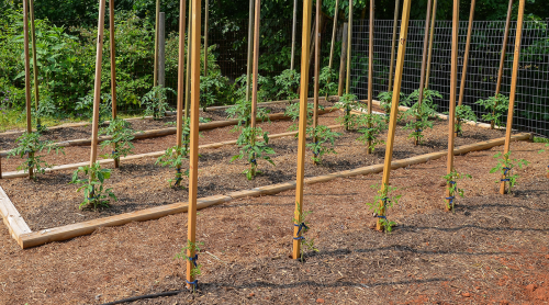 How to Grow Your Own Tomatoes, Part 3: Staking, Training and Pruning - Modern Farmer