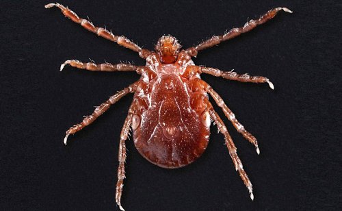 Cattle Ranchers On High Alert After Longhorned Tick Found in Missouri