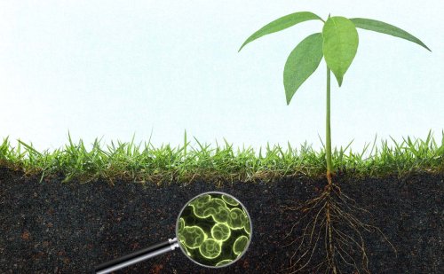 Microbes Will Feed the World, or Why Real Farmers Grow Soil, Not Crops - Modern Farmer