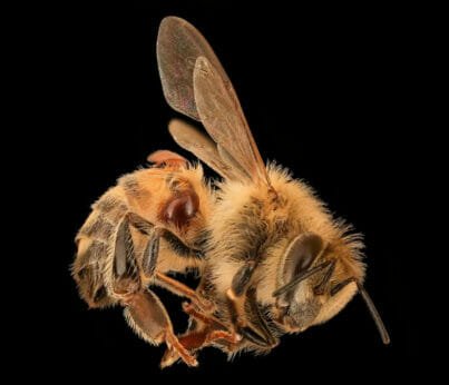 Bees Are Starving After Extreme Weather Events