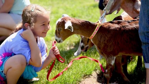 Beyond Goat Yoga: 5 Activities That Pair Humans with Goats (Like Goat-Karting!) - Modern Farmer