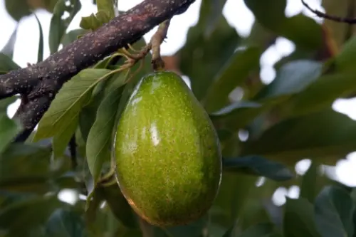 Why We Can’t Get Mexico’s Butter Avocados in the US