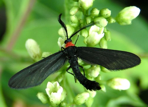 Destructive Grapeleaf Skeletonizer Moth Found in Napa