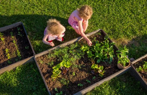 Opinion: Community and School Gardens Don't Magically Sprout Bountiful Benefits