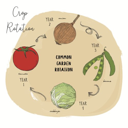 The Vegetable Gardener’s Guide to Crop Rotation