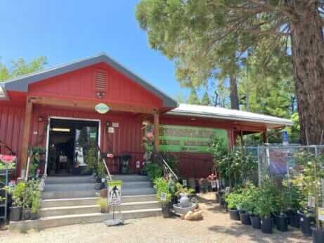 California’s Artisanal Cannabis Farms Were Supposed to Help Build The Legal Market. Then the Bottom Dropped Out