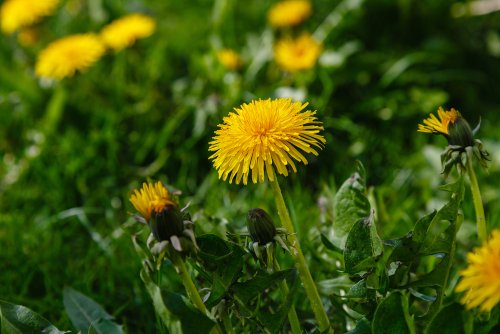Goodyear Wants to Make Tires From Dandelions