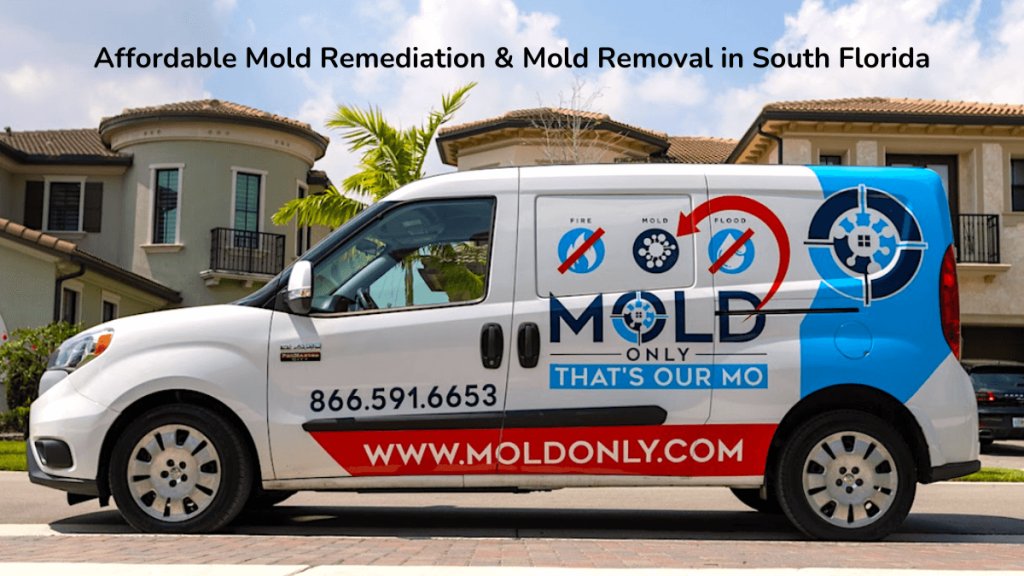 Affordable Mold Inspections in Parkland
